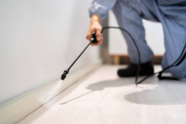 Licensed Rodent Control service in Arnold, CA - Nex Pest Control